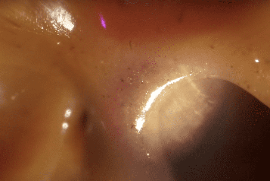 things-under-a-microscope-12