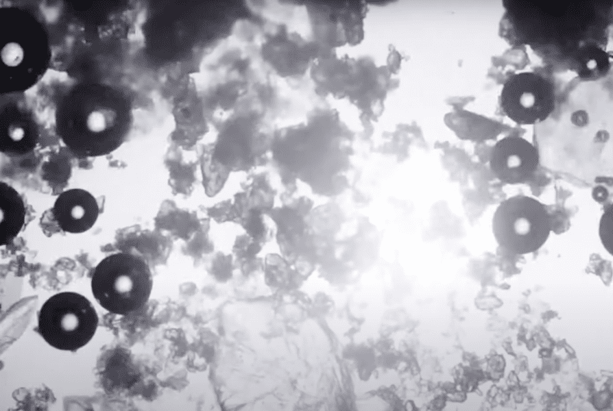 things-under-a-microscope-13