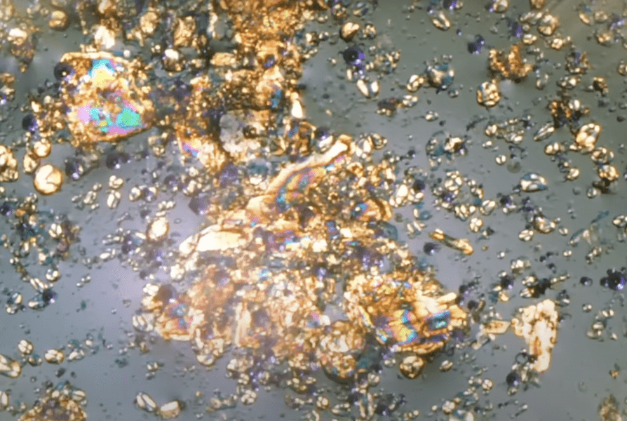 things-under-a-microscope-14