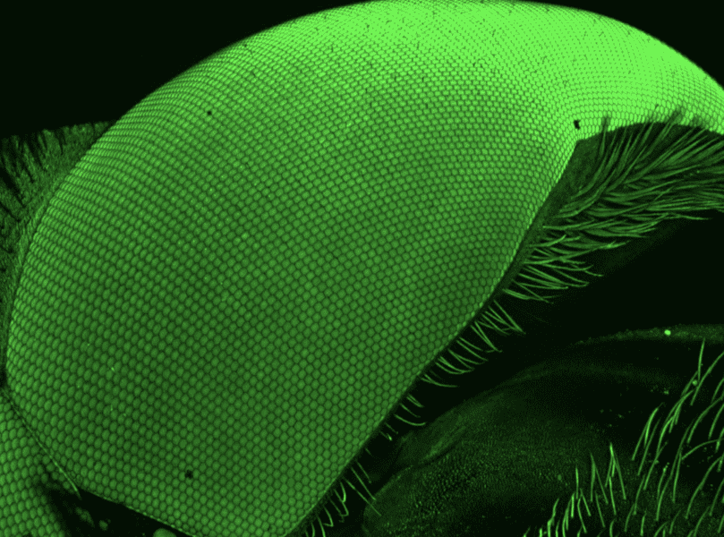 things-under-a-microscope-16