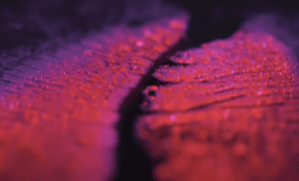 things-under-a-microscope-17