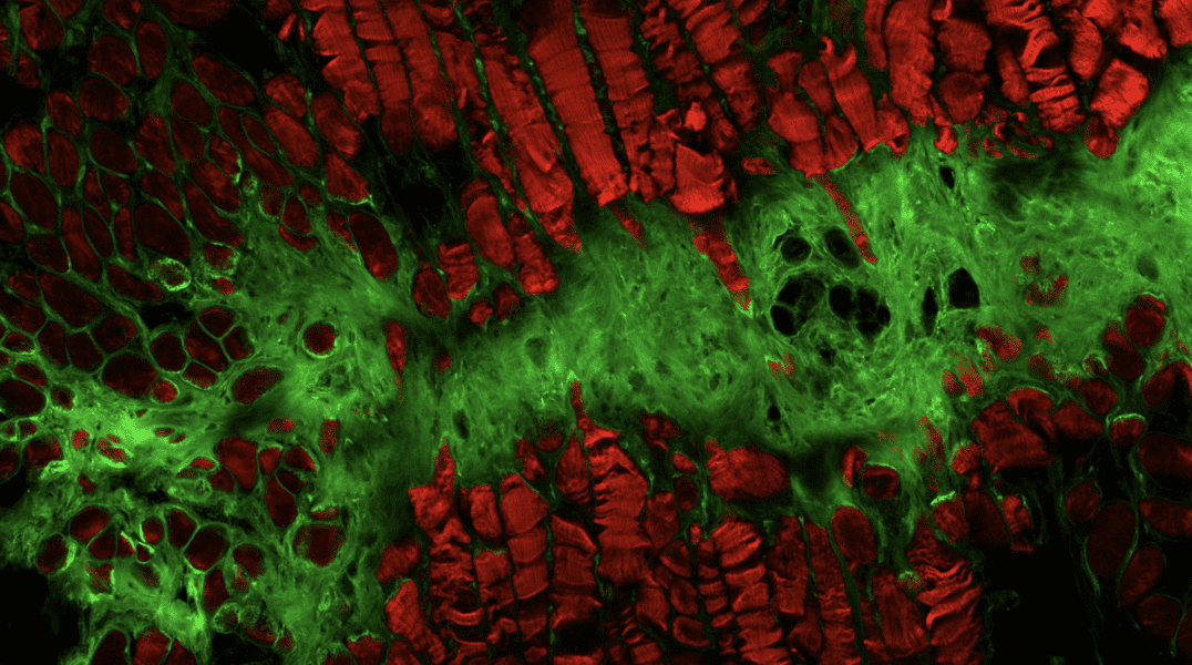 things-under-a-microscope-18