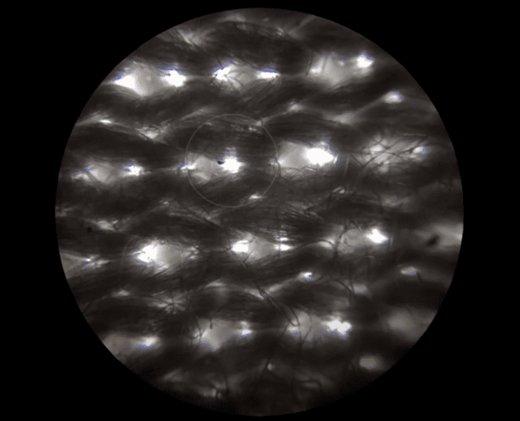 things-under-a-microscope-19