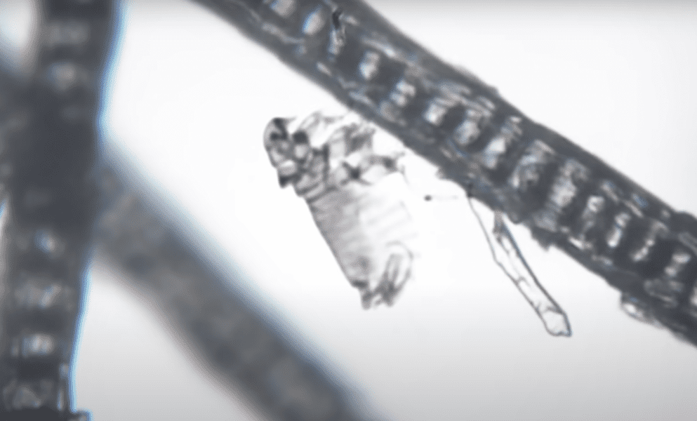 things-under-a-microscope-2