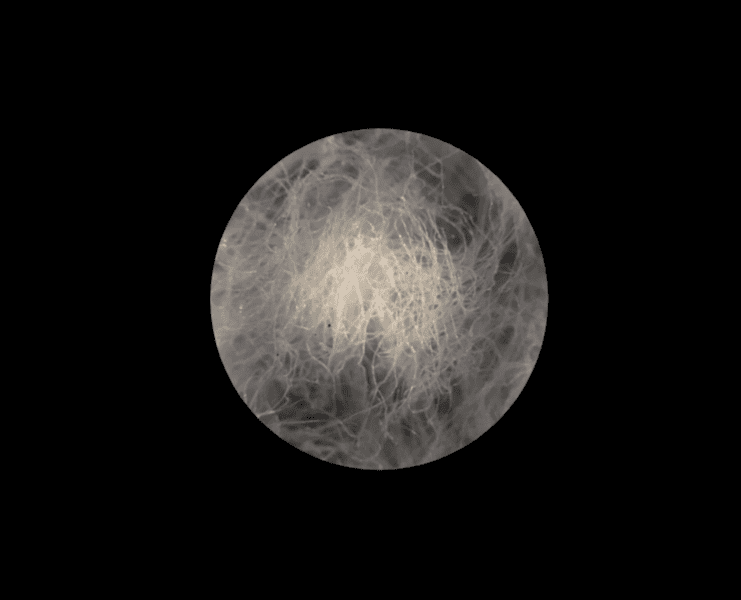 things-under-a-microscope-20