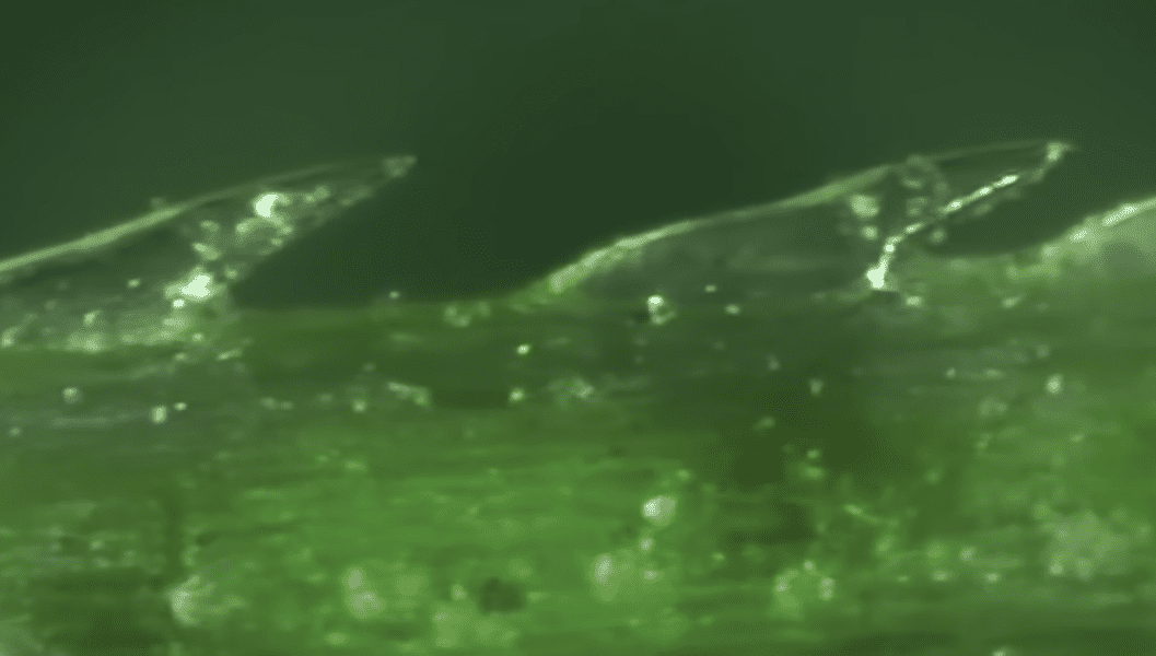 things-under-a-microscope-4