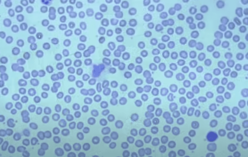 things-under-a-microscope-6