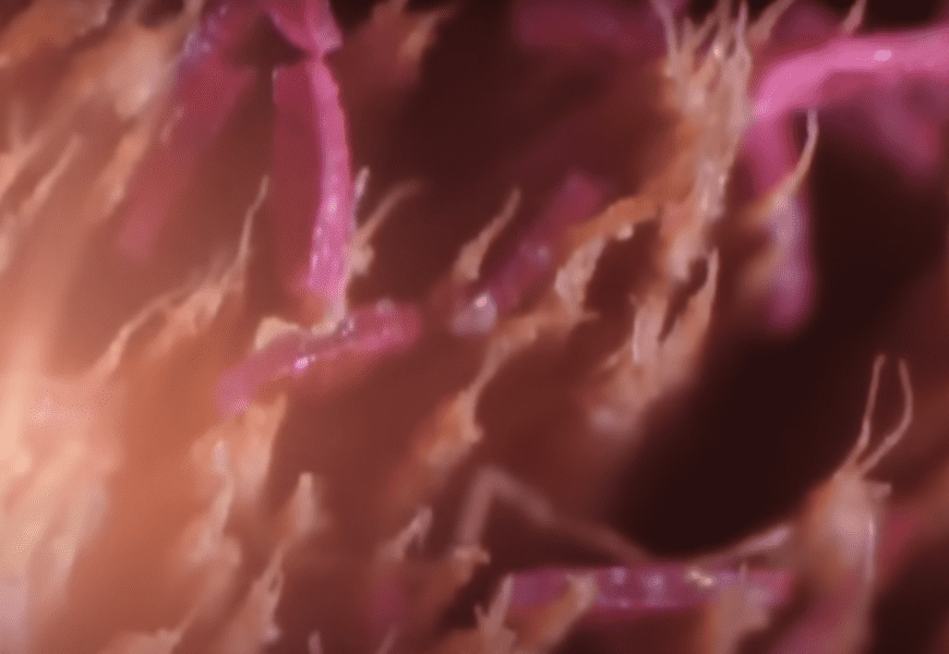 things-under-a-microscope-7