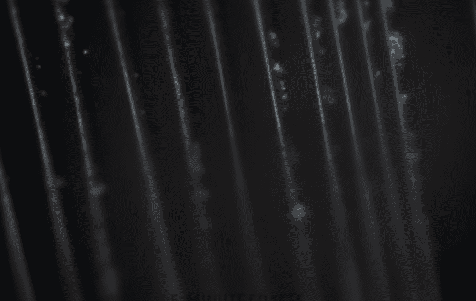 things-under-a-microscope-9