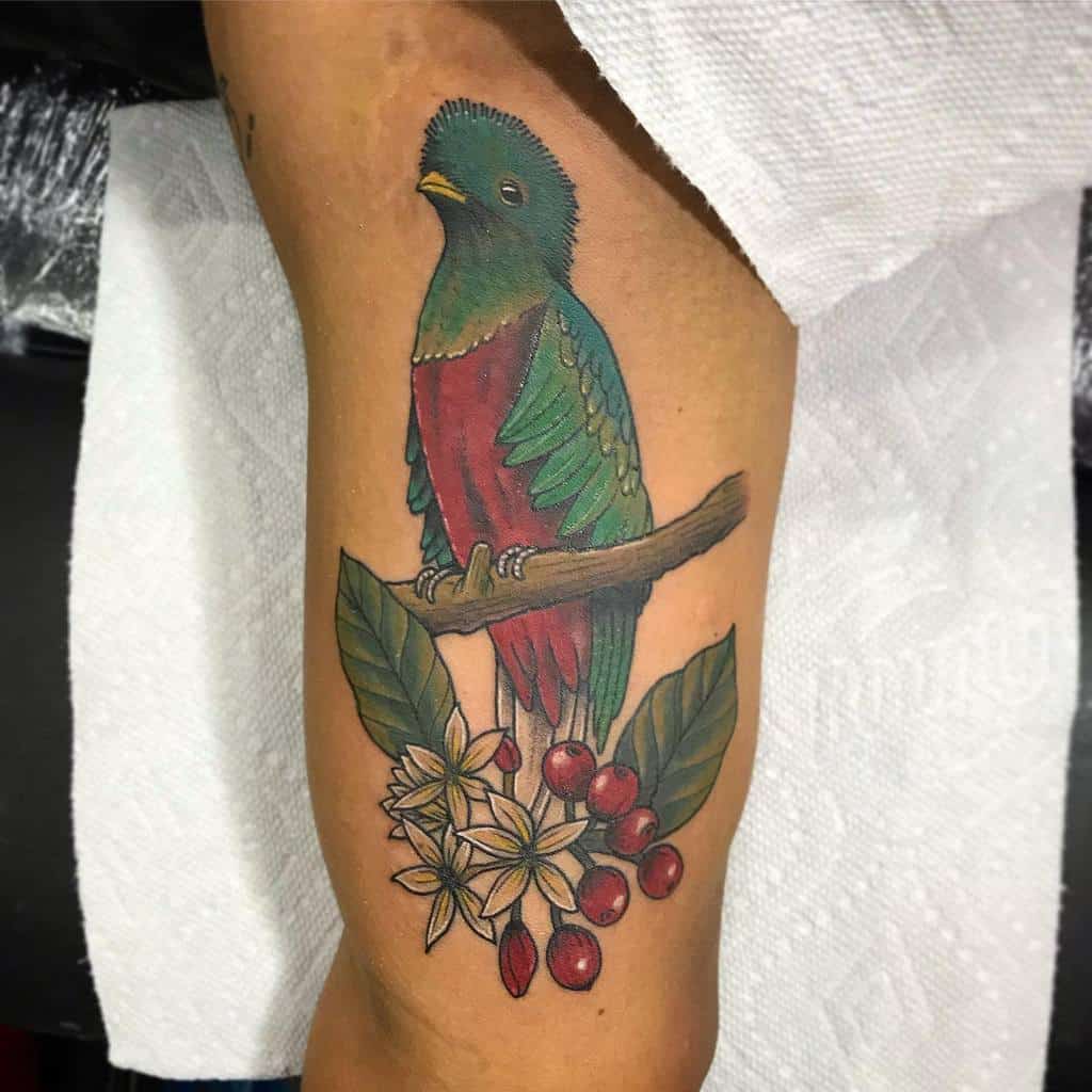 Traditional-style quetzal tattoo on the arm, featuring a vibrant green and red bird perched on a branch, surrounded by coffee plant flowers and cherries.