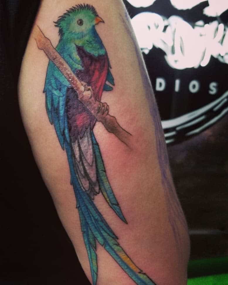 A colorful tattoo of a quetzal with long feathers, perched on a branch, adorns an upper arm