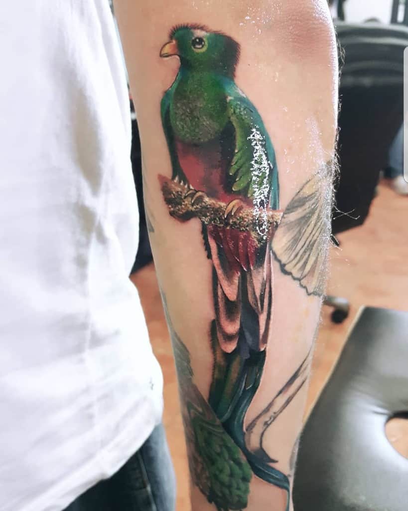 A realistic, colorful quetzal tattoo on an arm, with the bird perched among faint outlines