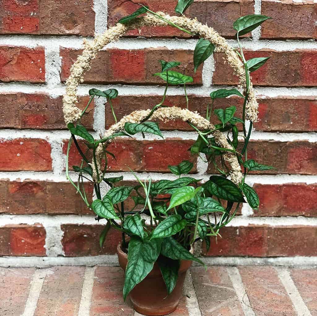 trellis for small pots brick wall
