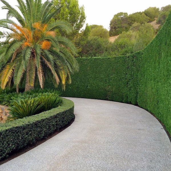 private wall driveway hedges 
