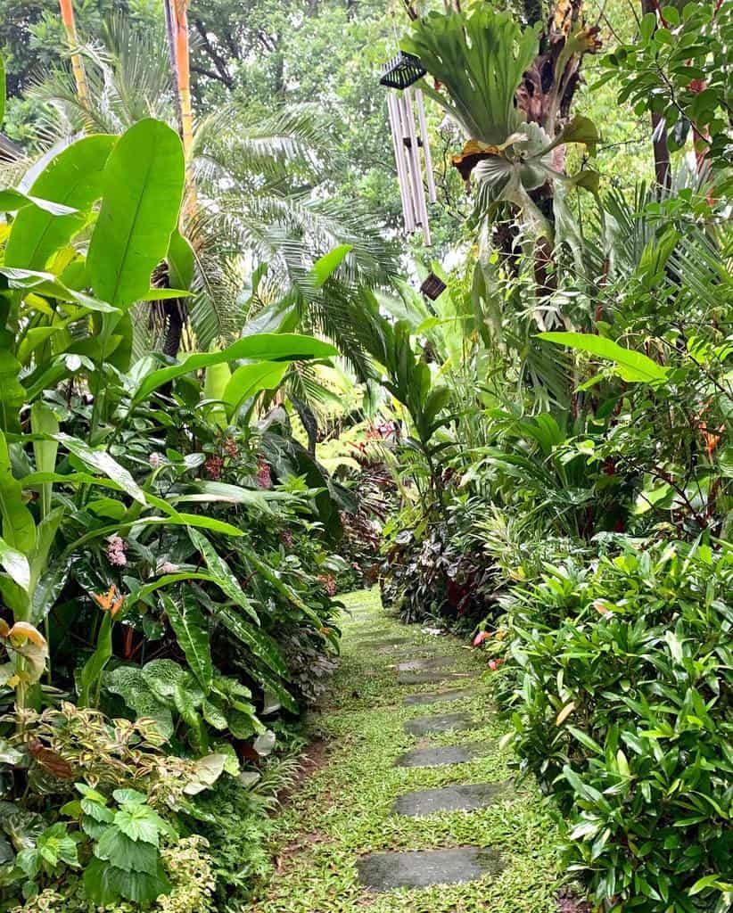 tropical shade garden with pathway 