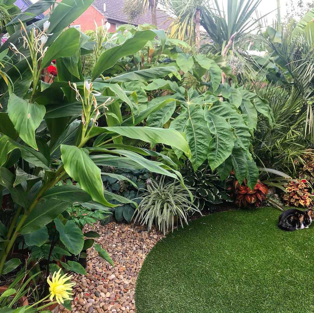 tropical shade garden with small lawn area