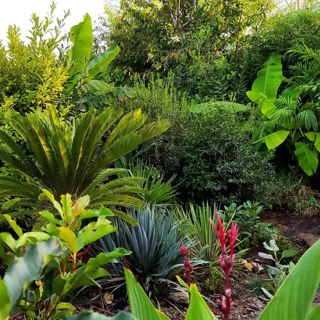 tropical shade garden 