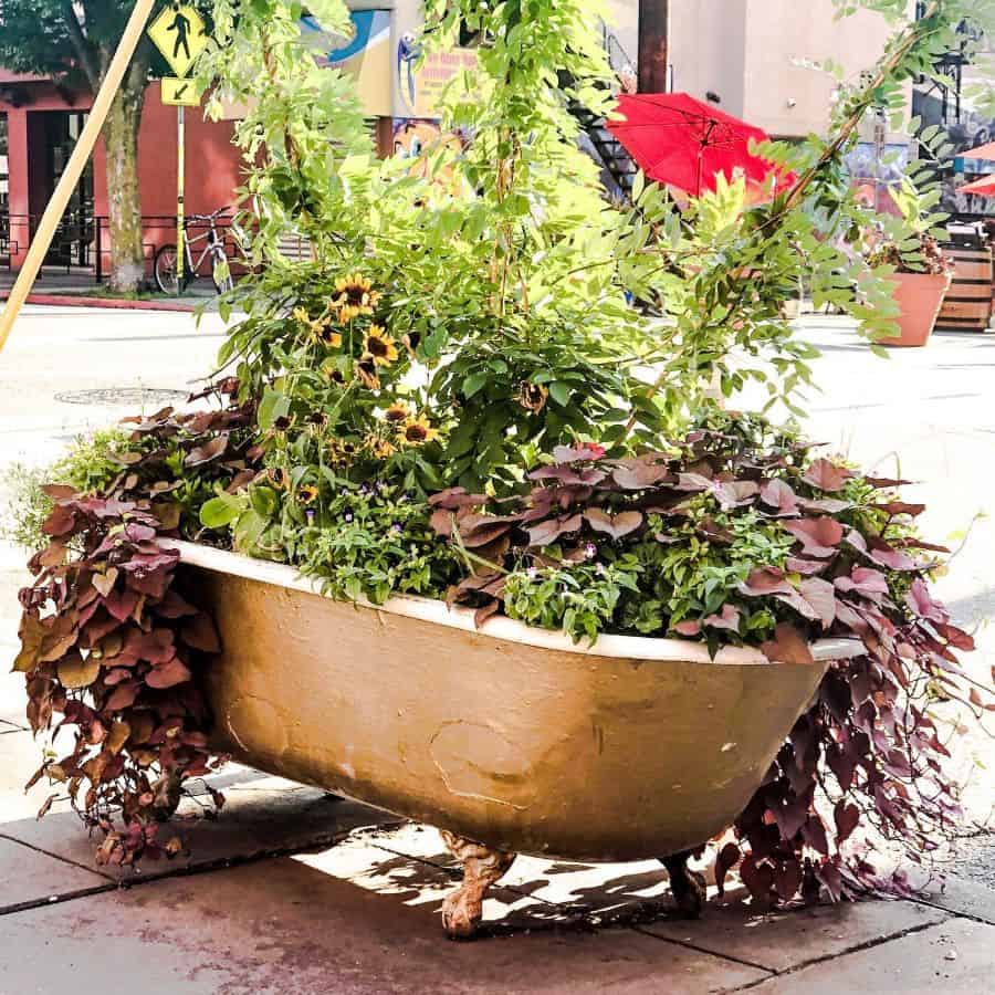 unique bathtub flower bed