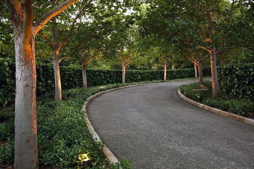 private wall driveway hedges 