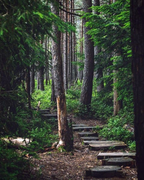Walkway with stone steps, surrounded by tall trees and lush greenery