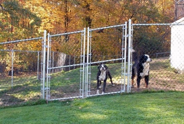 Two dogs behind a fence in a yard with autumn trees painting the backdrop