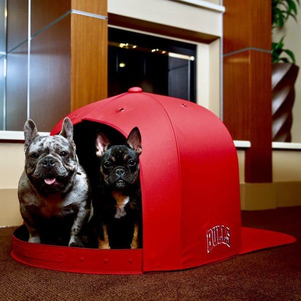 Two French bulldogs sitting inside a large red cap-shaped bed indoors