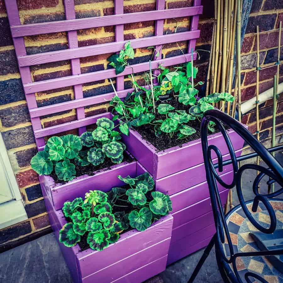 upcycled purple pallet garden ideas 