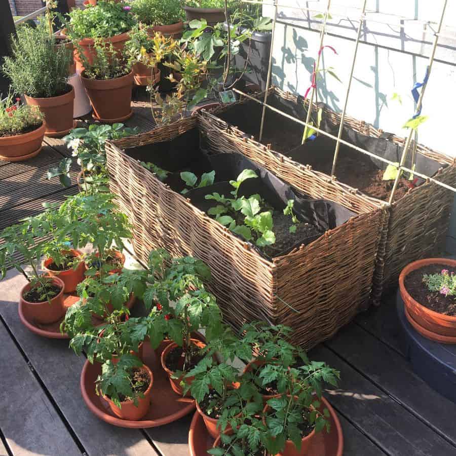 Balcony vegetable garden with potted plants and woven raised beds growing various greens.