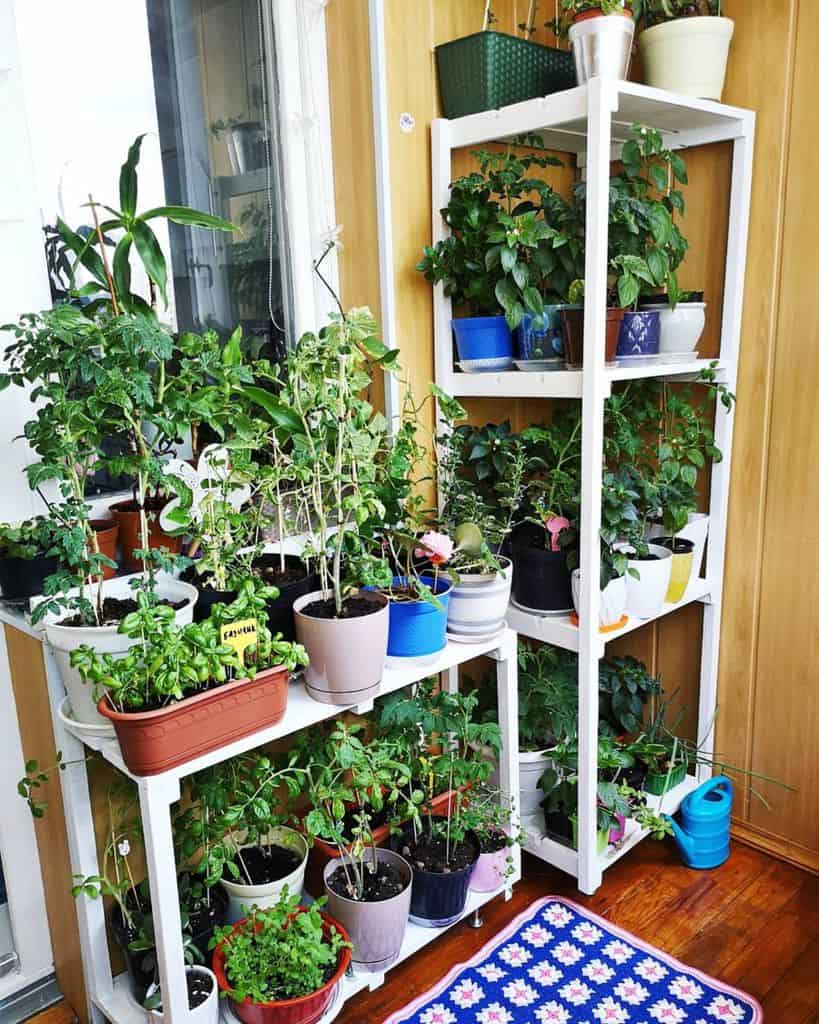 Small urban balcony with potted herbs and plants neatly arranged on white shelves.