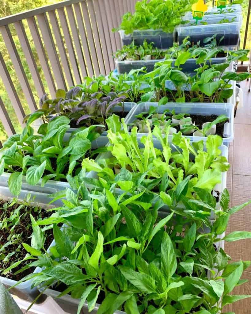 Balcony vegetable garden with various leafy greens growing in plastic containers.