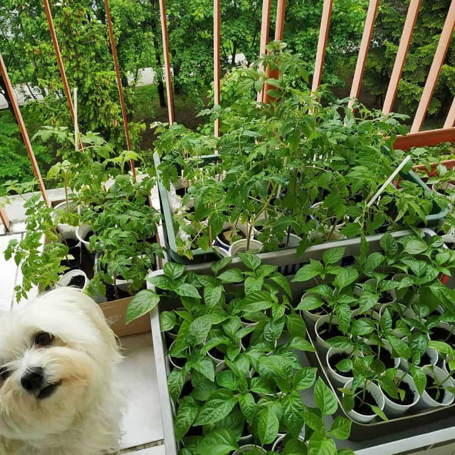 balcony vegetable garden