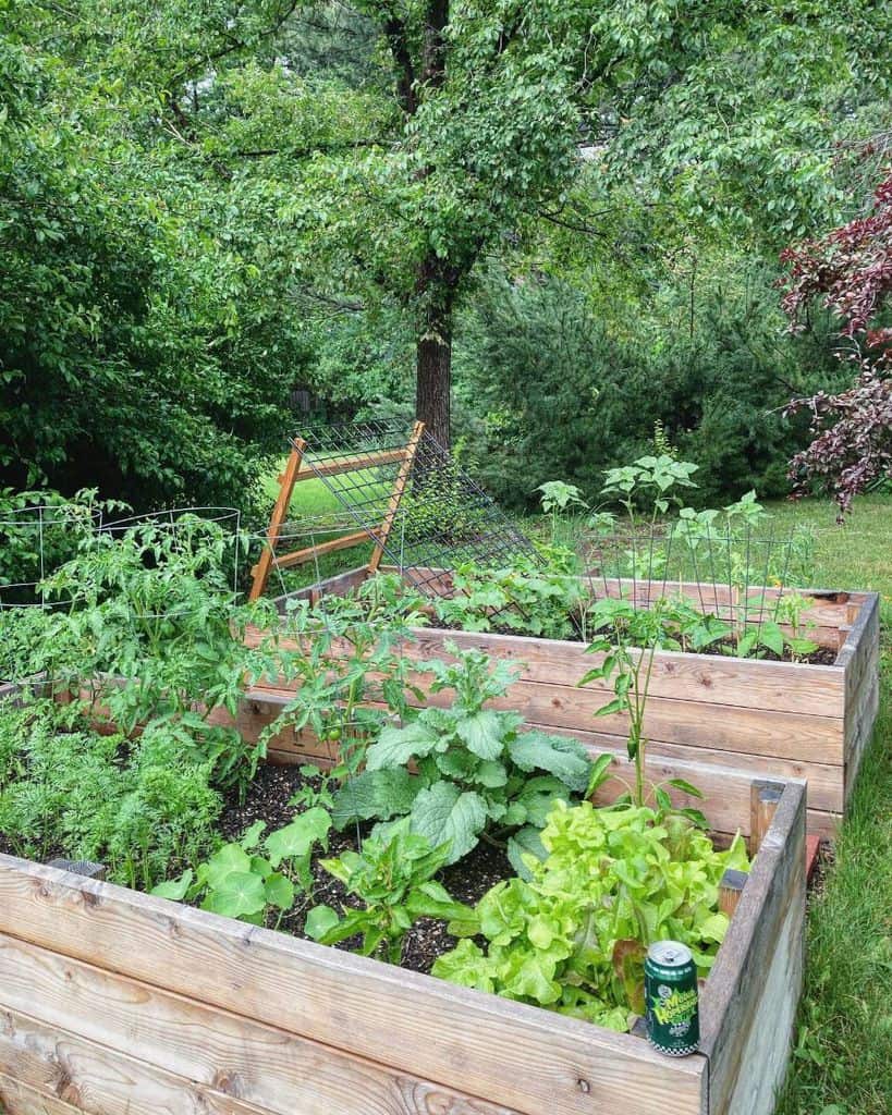 raised wood vegetable garden bed 