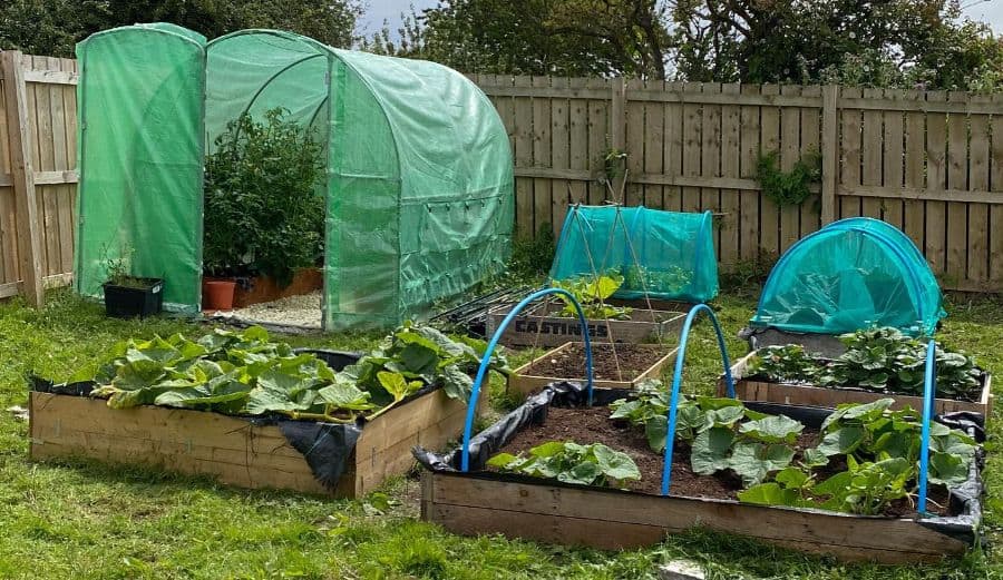 wood pallet vegetable garden beds
