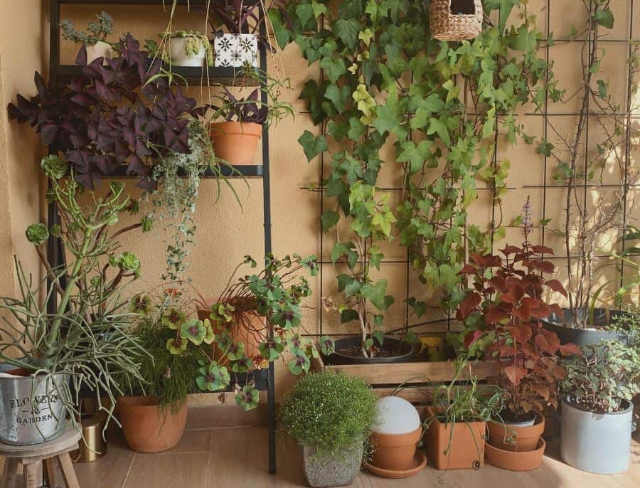 Vertical balcony garden with a variety of potted plants, ivy growing on a trellis, and a shelf filled with greenery.