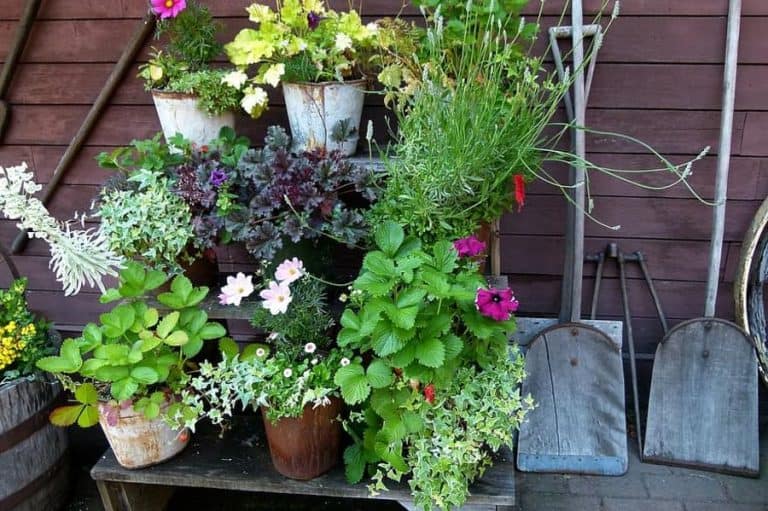 A variety of potted plants and flowers on a wooden stand against a wall, with three shovels leaning beside it