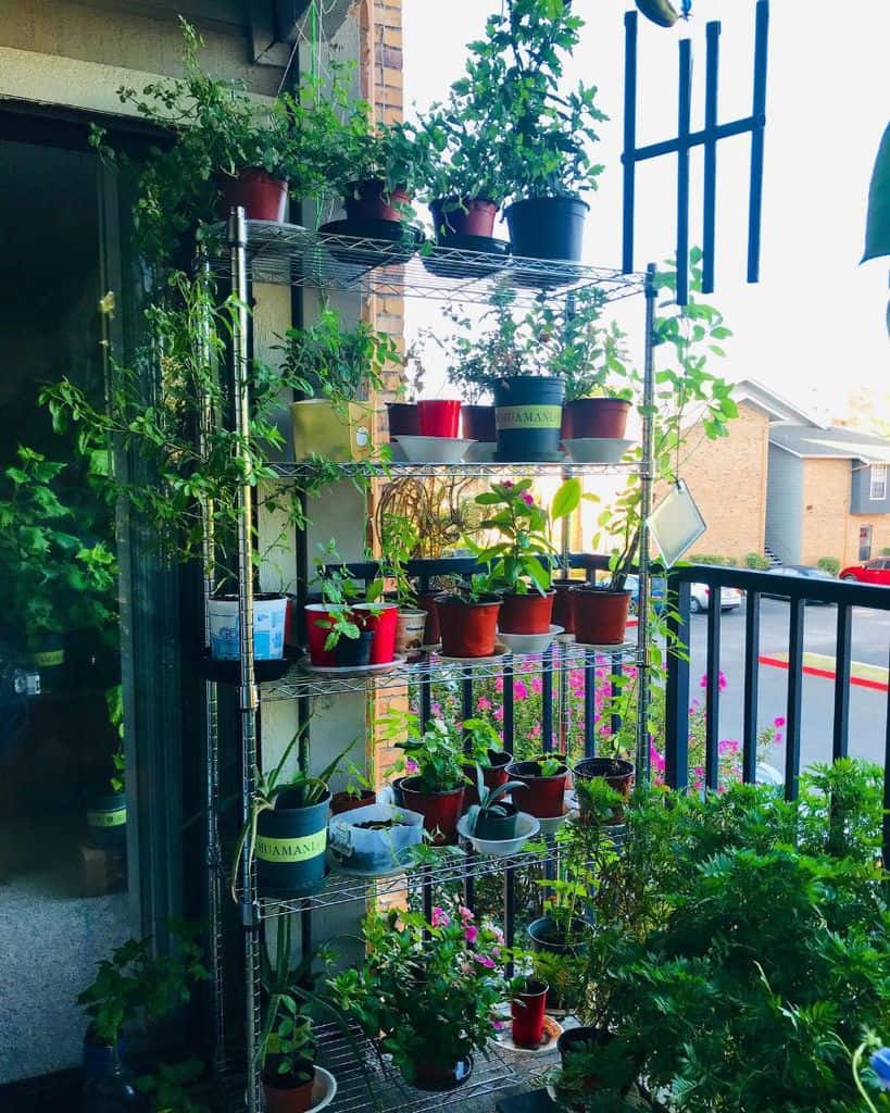A balcony with a metal shelf holding numerous potted plants in various stages of growth, set against a residential backdrop