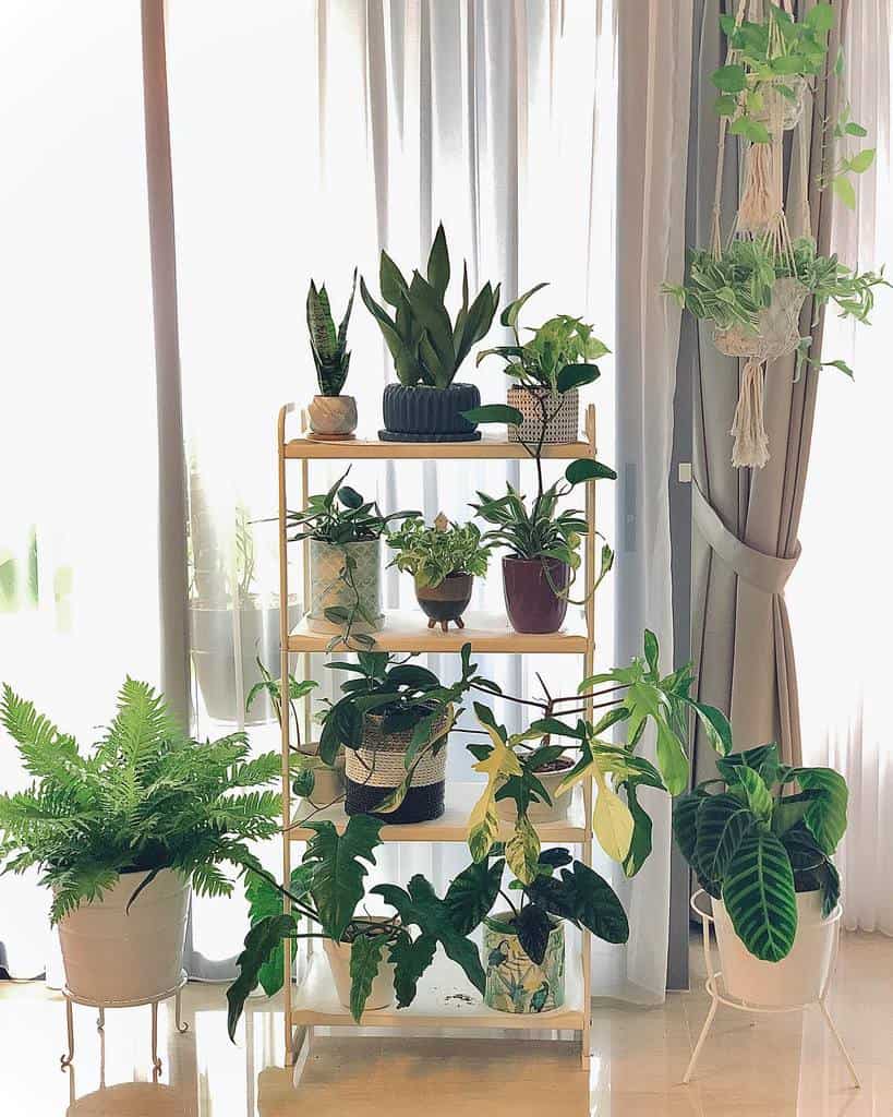 vertical shelf indoor garden plants in pots