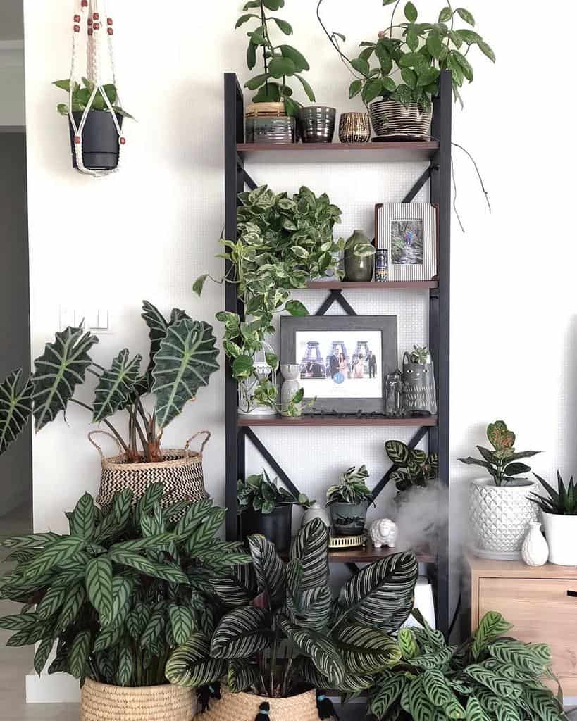 shelf unit used to hold pot plants and photos 