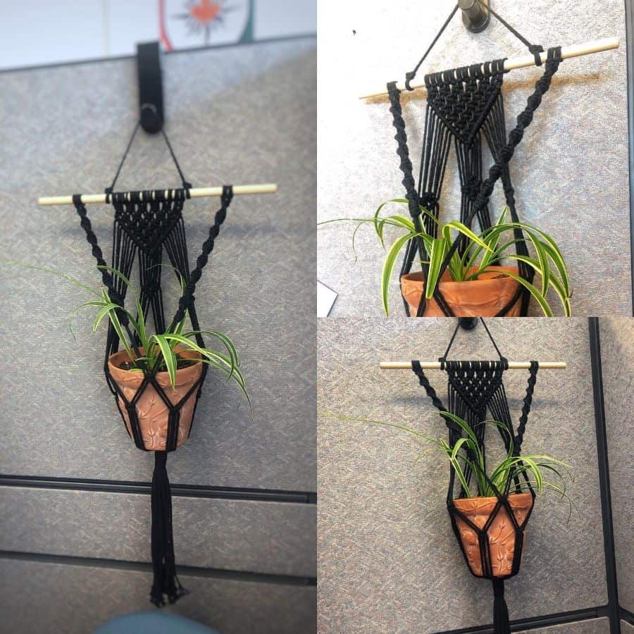 hanging pot plant office cubicle decor