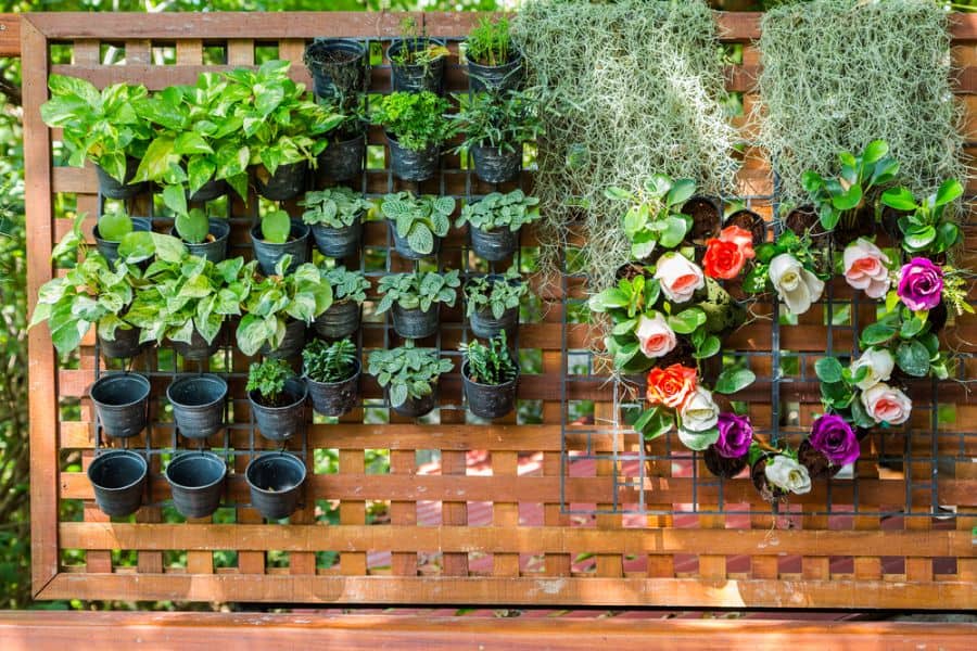 black pot plant vertical lattice fence garden