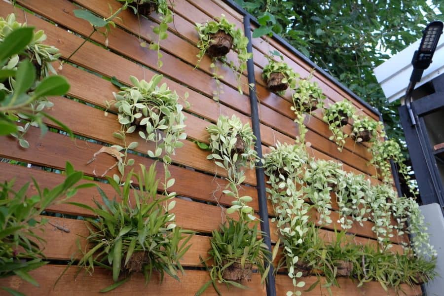 pot plant vertical wall garden