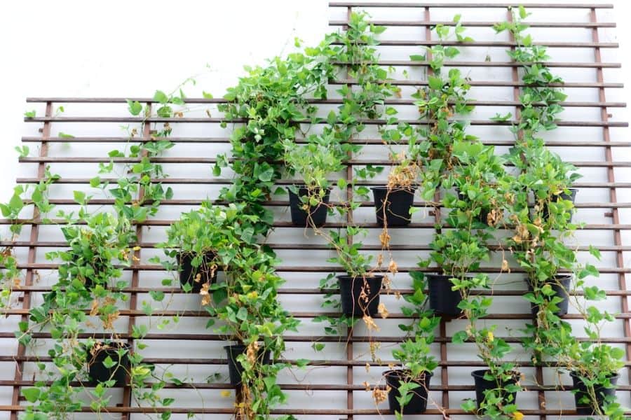black pot plant vertical wall garden