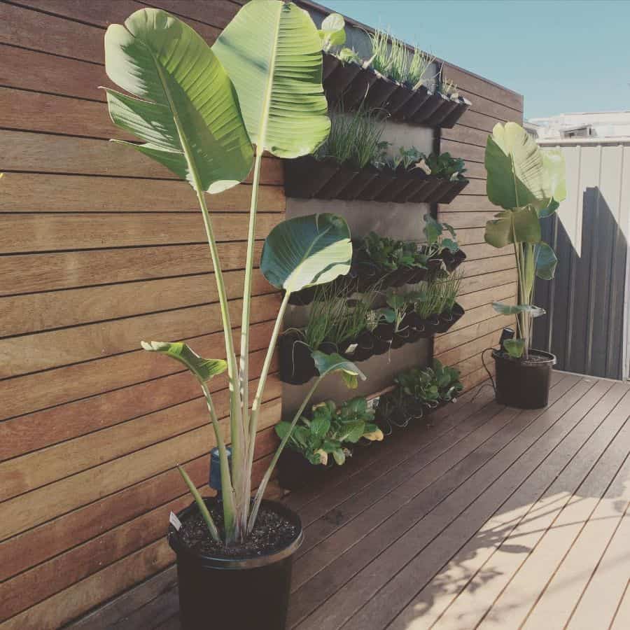 vertical wall planter rooftop garden