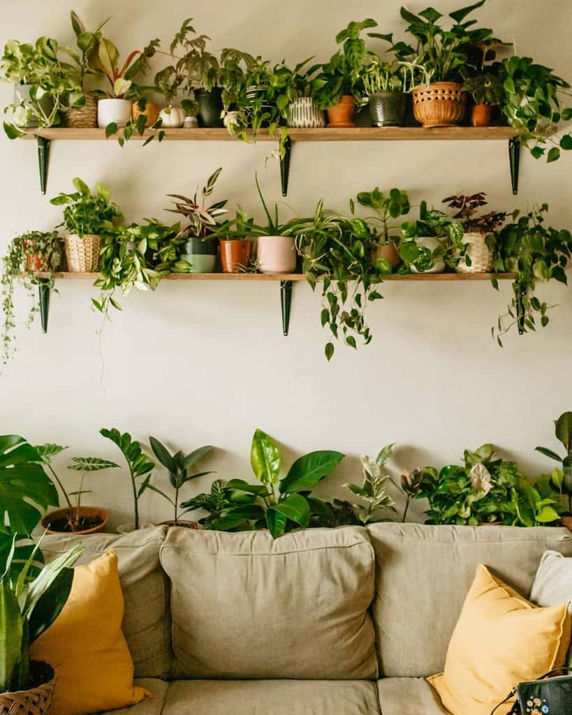 wall shelves holding pot plants 