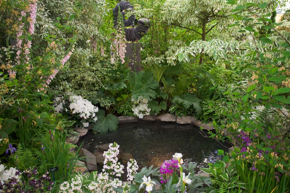 pond in leafy shade garden 
