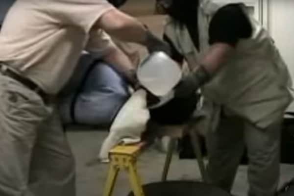 waterboarding torture