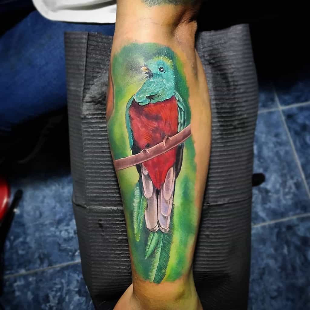 Colorful tattoo of a quetzal bird with green, red, and blue feathers on a person's forearm, set against a green background
