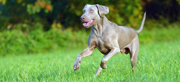Weimaraner
