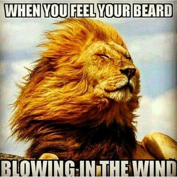 When You Feel Your Beard Blowing In The Wind Meme