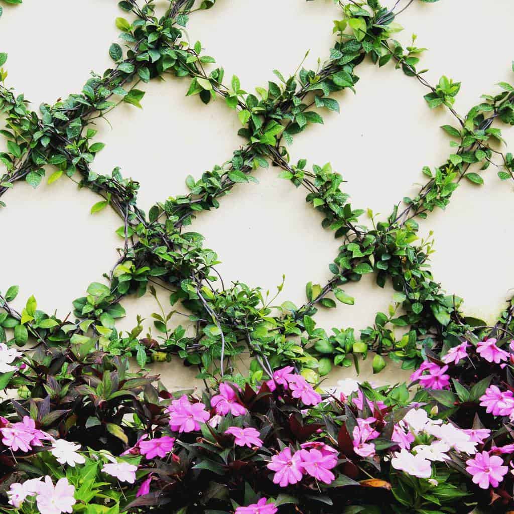 wire wall trellis purple flowers